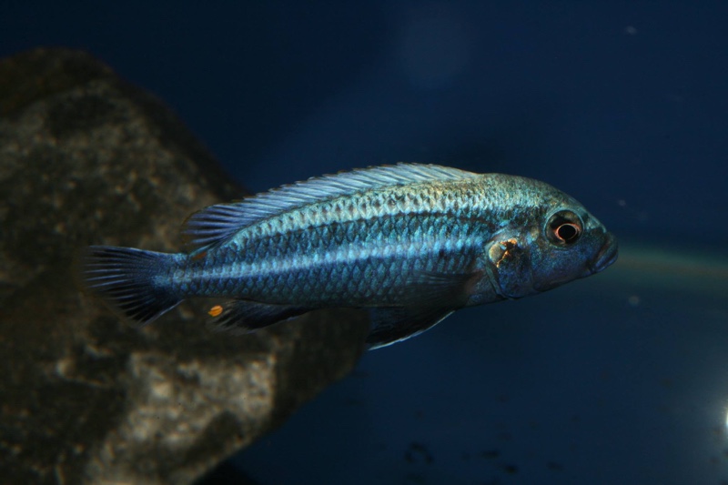 Melanochromis heterochromis